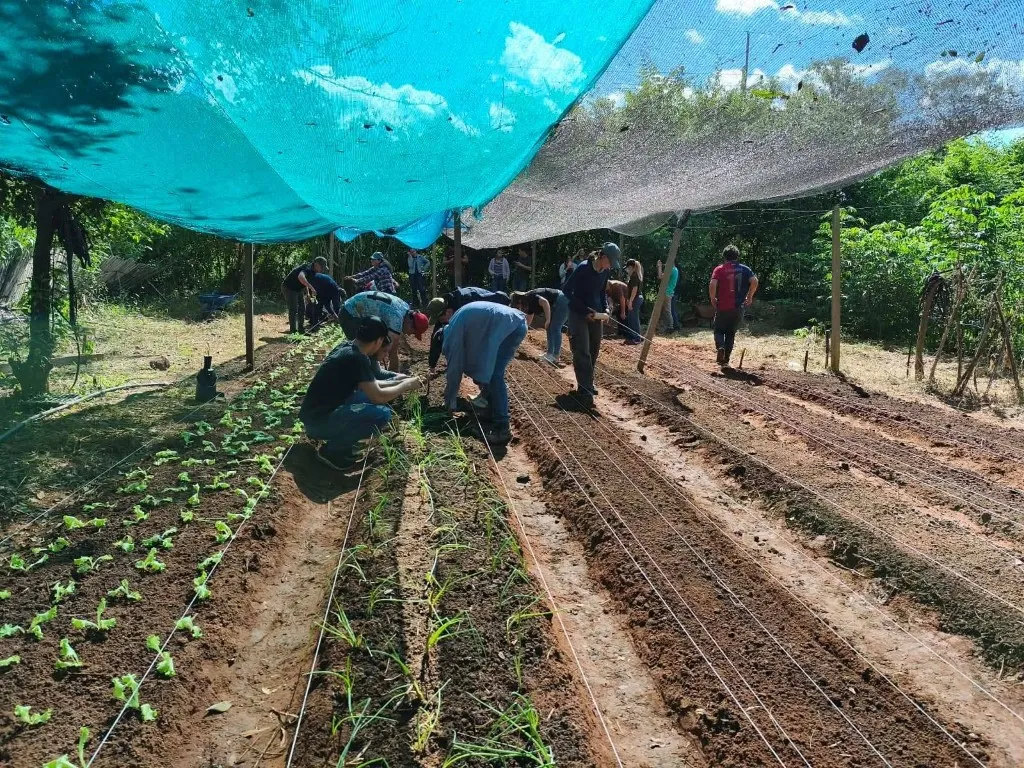 Trabajo en cultivos bajo malla de sombra en el Campo Experimental