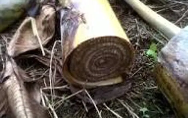 USO DEL VÁSTAGO DE BANANA COMO SUBPRODUCTO AGRÍCOLA EN ALIMENTACIÓN DE POLLOS DE ENGORDE EVALUACIÓN PRODUCTIVA EN VILLARRICA, PARAGUAY, 2025