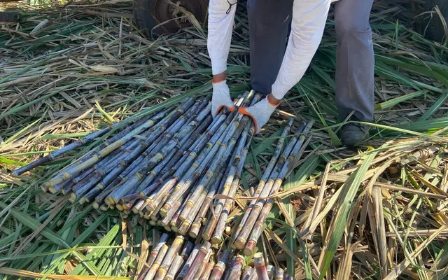 COMPARACIÓN DEL RENDIMIENTO AGRONOMICO E INDUSTRIAL DE LAS VARIEDADES DE CAÑA DE AZÚCAR (SACCHARUM OFFICINARUM L.) CTC – 4 Y CTC – 15 EN LA CIUDAD DE TEBICUARY, AÑO 2025
