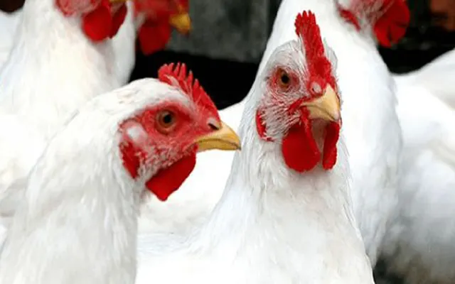 INCUBABILIDAD DE HUEVOS PRODUCTO DEL CRUZAMIENTO DE GALLOS COBB500 CON GALLINAS PONEDORAS ISA BROWN, DEPARTAMENTO DE PARAGUARÍ. AÑO 2025