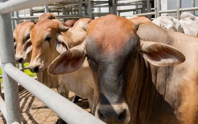 MANEJO PRE-SACRIFICIO EN EL BIENESTAR ANIMAL Y LA CALIDAD DE LA CARNE DE BOVINOS CRIADOS EN SISTEMAS DE PRODUCCIÓN EXTENSIVA