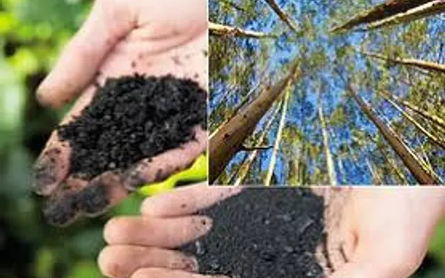 EVALUACIÓN DE BIOCHAR A PARTIR DE RESIDUOS DE EUCALIPTO (EUCALYPTUS CAMALDULENSIS) PARA LA MEJORA DE SUELOS AGRÍCOLAS EN ITURBE.